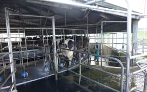 Dairy shed on Clutha Valley farm.