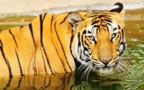 A Bengal tiger