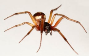 noble false widow spider (Steatoda nobilis)