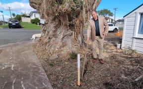 Councillor and mayoral aspirant Max Brough draws a line between two survey pegs he says indicate the pōhutukawa is on council land.