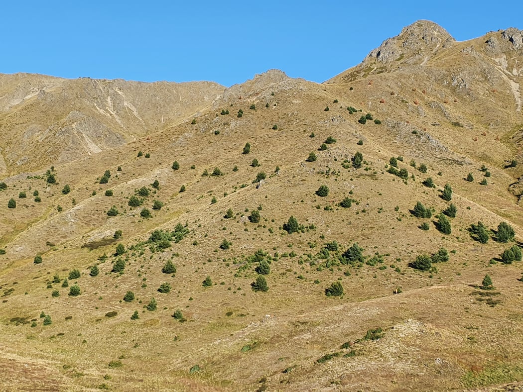 Wilding pines on Molesworth Station