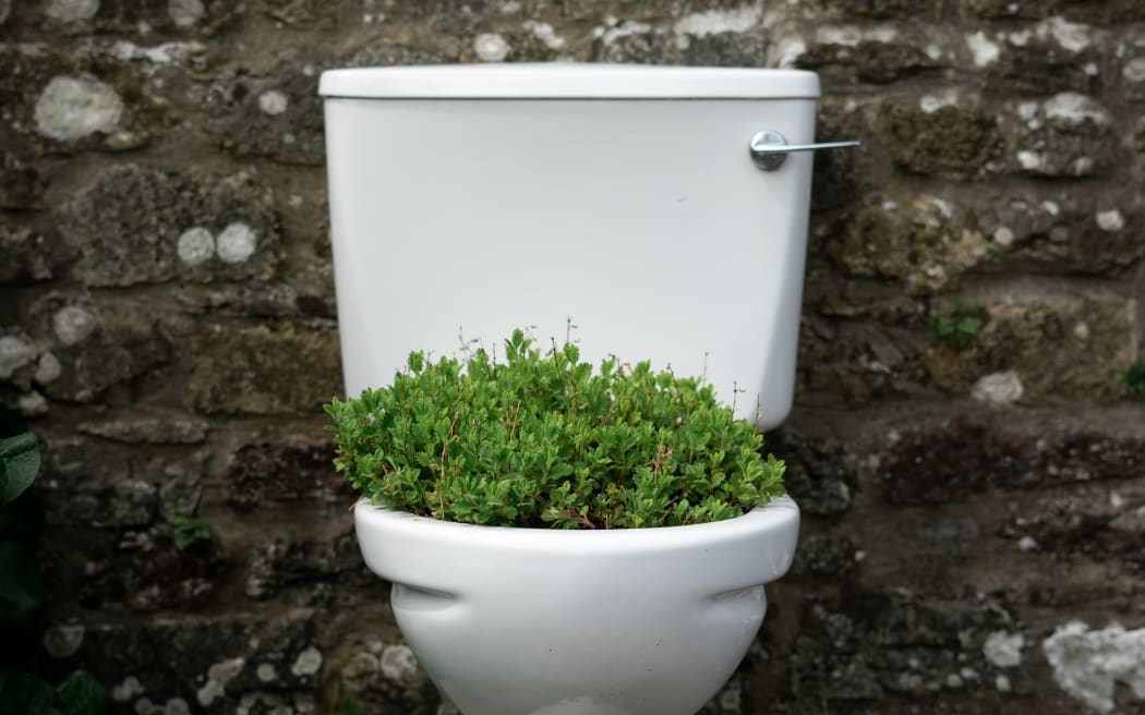 toilet with plant inside