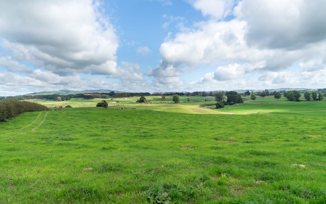 Long view New Zealand dairy farm  wide angle landscape and cattle in distance