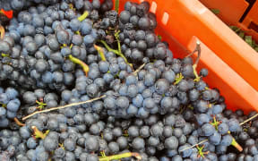 Pinot Noir grapes at harvest