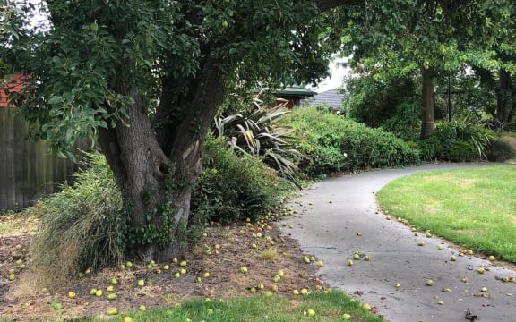 A tree laden with pears near a walkway in the Christchurch suburb of Addington.