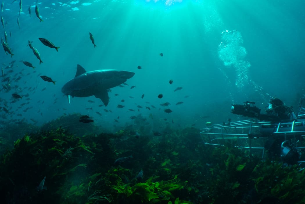 Still from 'Shark Lockdown'