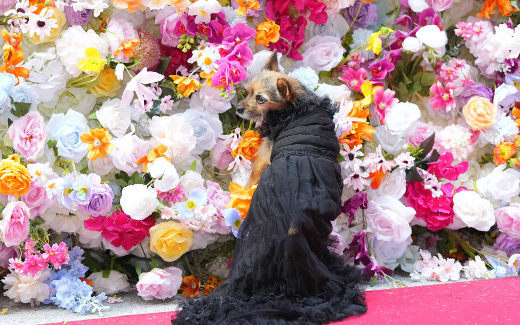 A dog attends the Pet Gala fashion show at AKC Museum of The Dog on Monday, May 20, 2024, in New York.