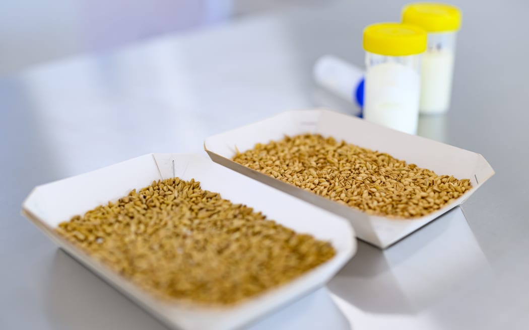 New cultivars of barley
