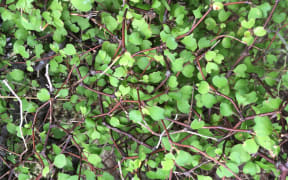 Muehlenbeckia astonii