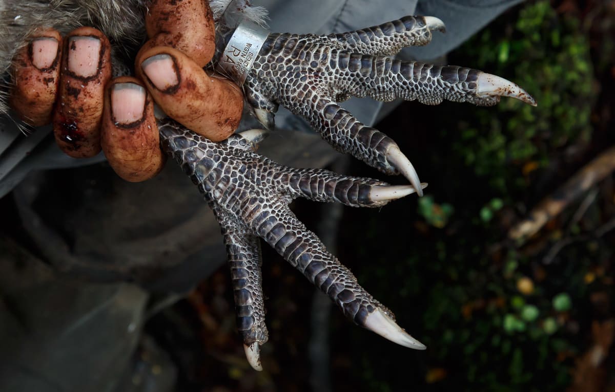 kiwi feet