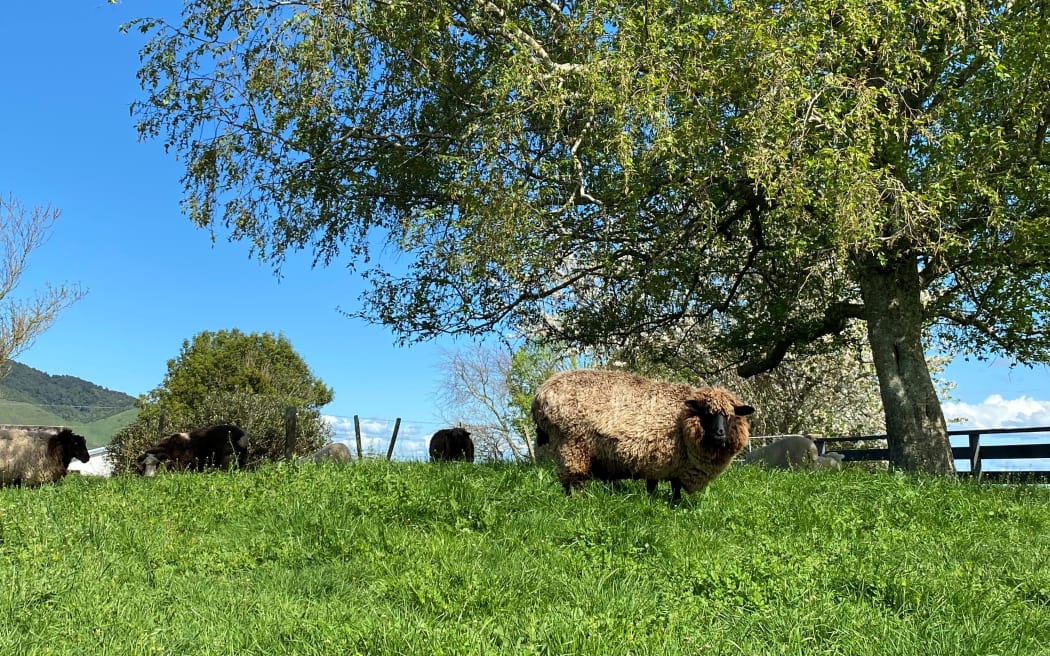 A wooly brown sheep stands underneath a large tree grazing the grass in spring