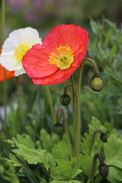 Almost anything can be a cover crop in winter and Iceland poppies add a splash of colour too.