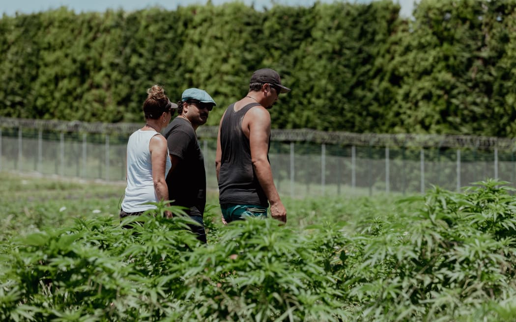 Troy with Aimee and Hayden in the medicinal marijuana crops in Matakana