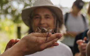 A wētāpunga - giant wētā - to be released on Motuihe.