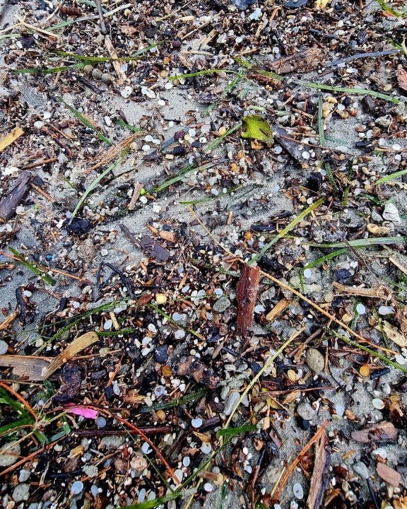Microplastics at Waihi beach.