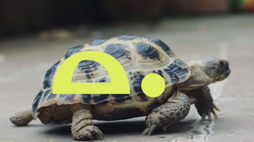 No hurry: Tortoise promises to slow down digital-age news.