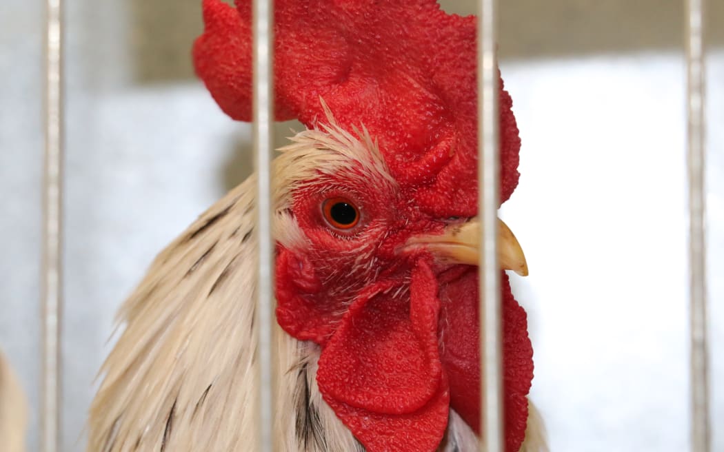 The National Poultry and Pigeon Show