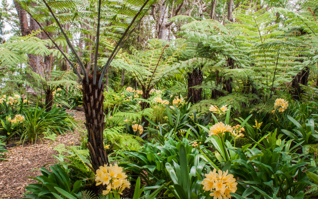 Ōmāio on the tāwharanui peninsula
