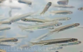 White bait