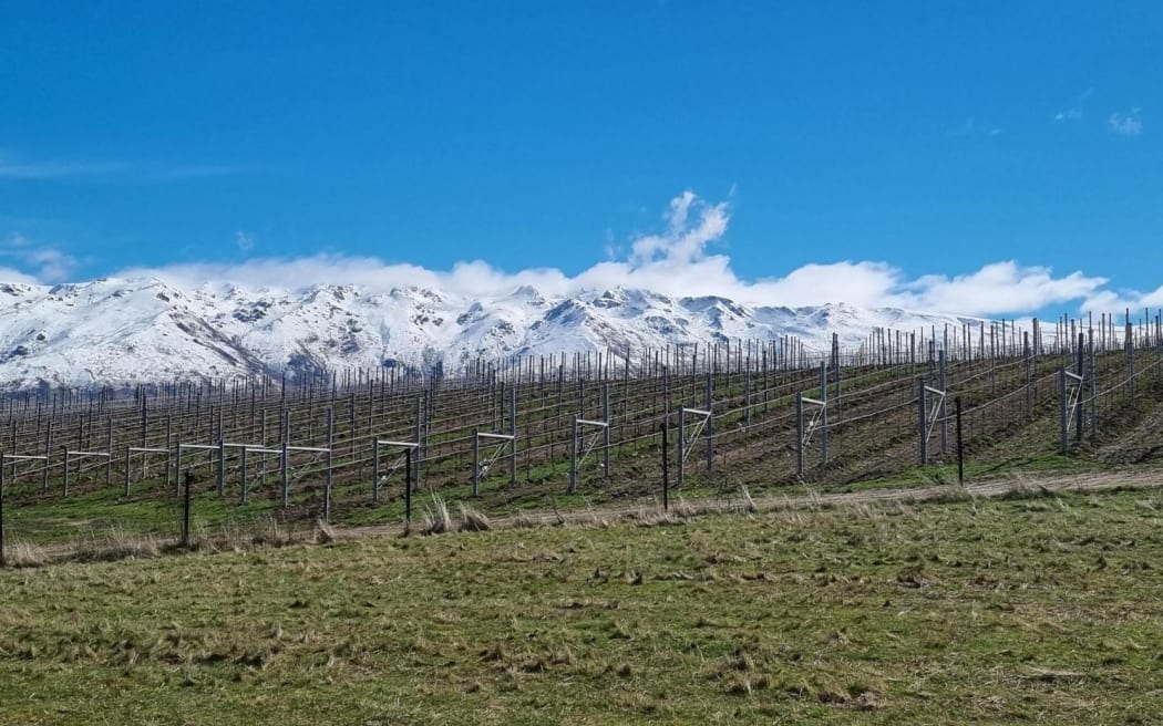 A vineyard in Bendigo.