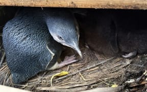Little  penguin nesting under floorboards