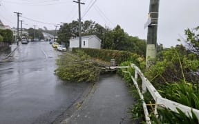 Trees blown down in the Wellington suburb of Brooklyn.