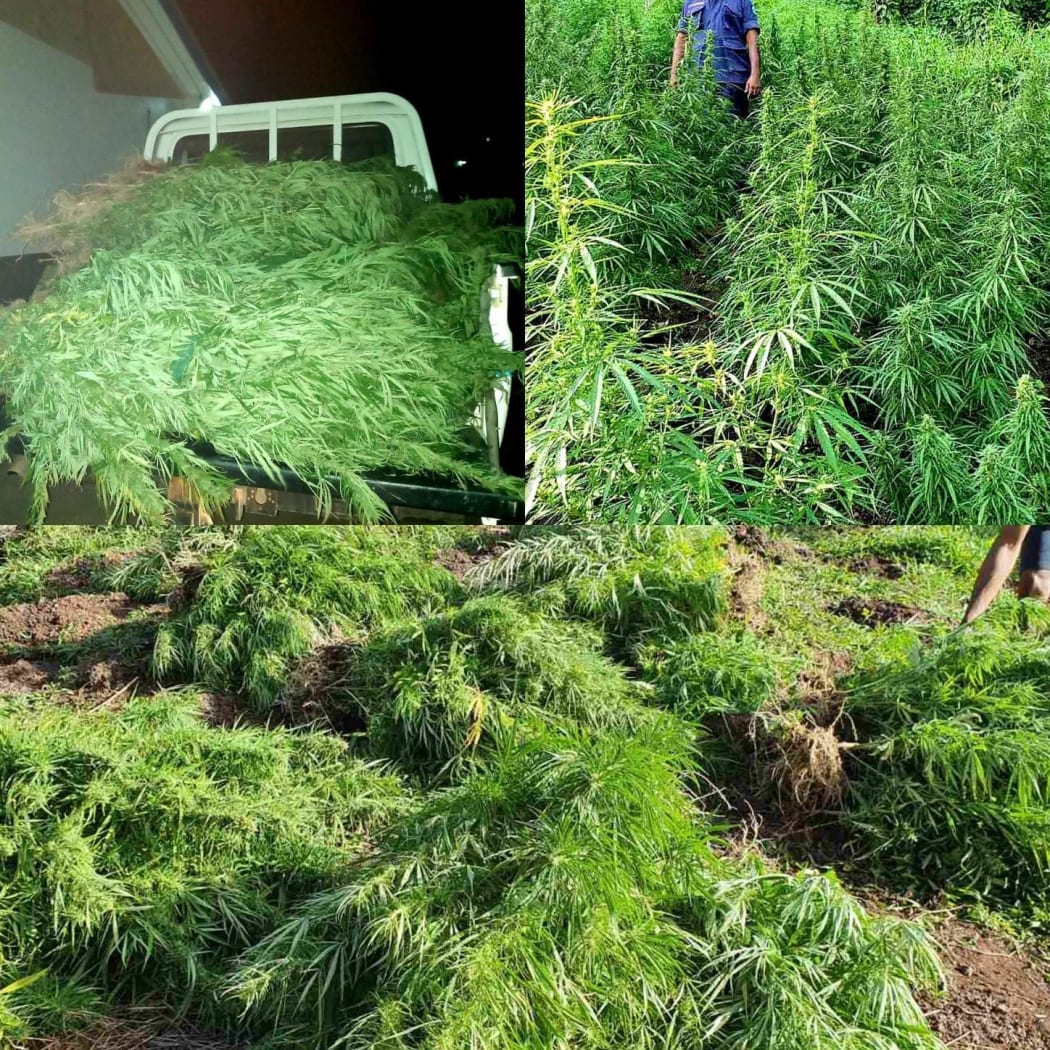 Police seized almost 1500 marijuana plants on Kadavu.