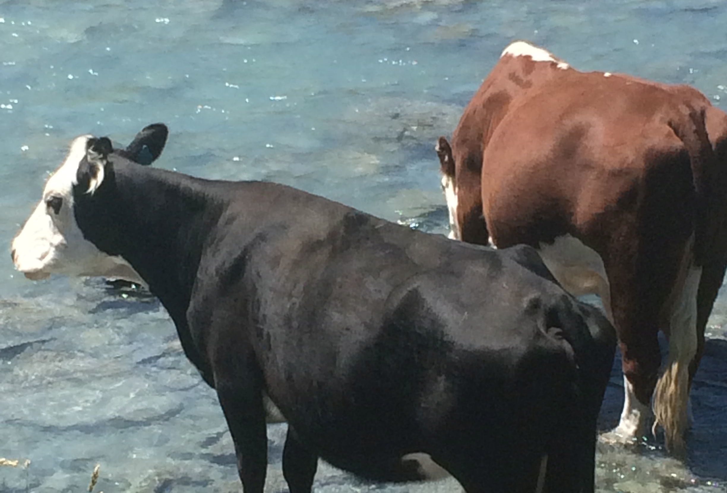 Cattle in Matukituki Valley