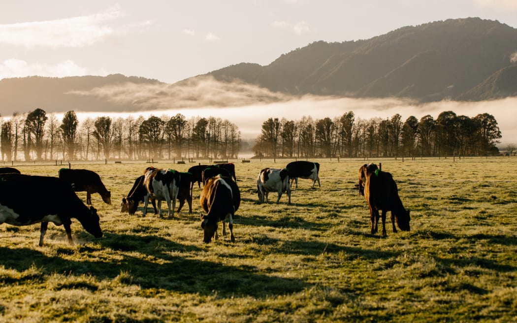 LIC financial results show New Zealand dairy farmers are still seeing value in cow efficiency.