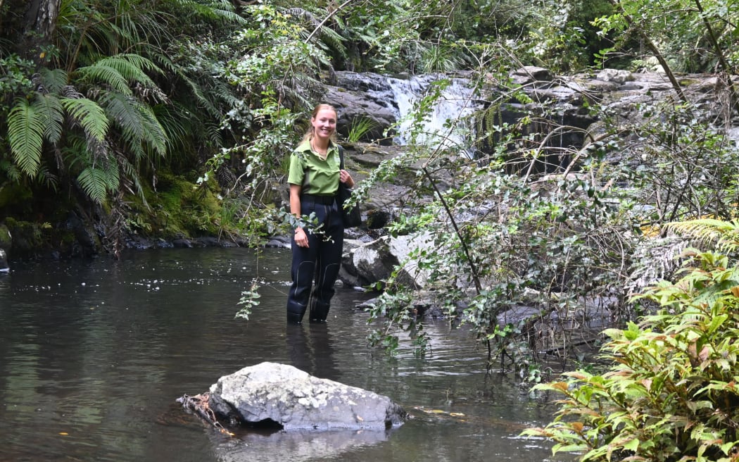 DOC ranger Fern Donovan in the Waipoua River.