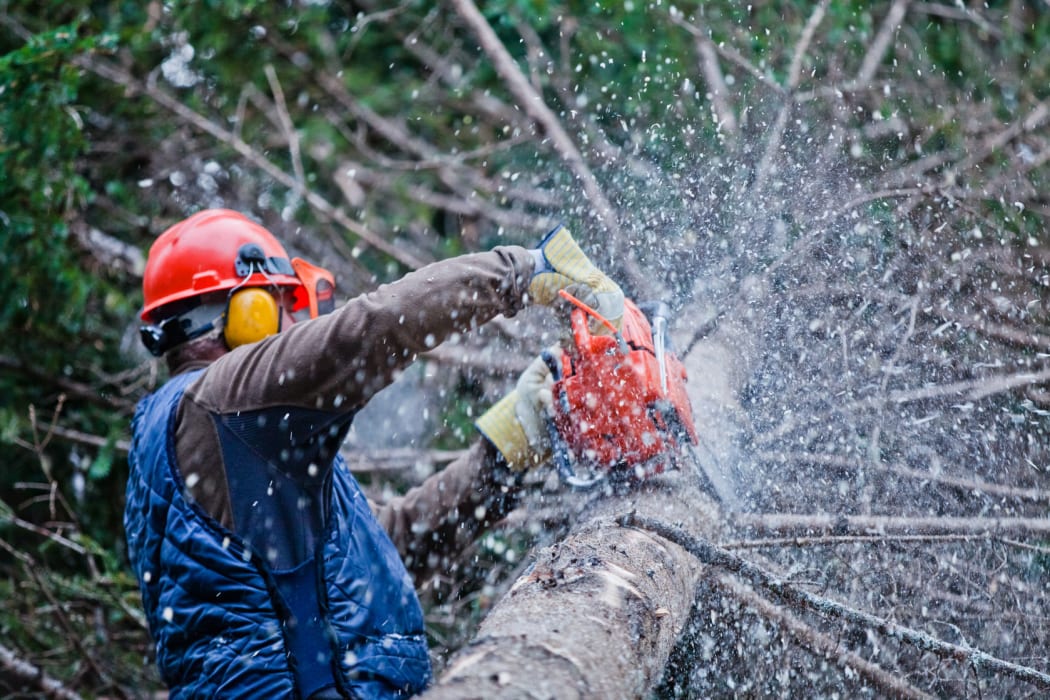 Tree felling