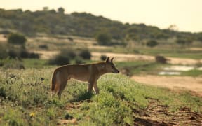 An Australian dingo