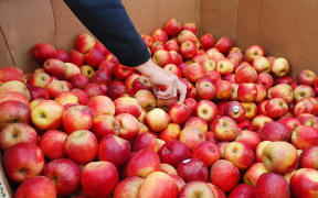 A bin of apples at food rescue charity Nourished for Nil
