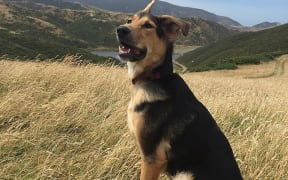 8 month old Huntaway in Wellington