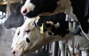 In December 2024 US authorities ordered a testing regimen for the nation's milk supply, amid increasing concerns over the H5N1 bird flu virus. Dairy cows in Ithaca, New York, on 11 December, 2024.