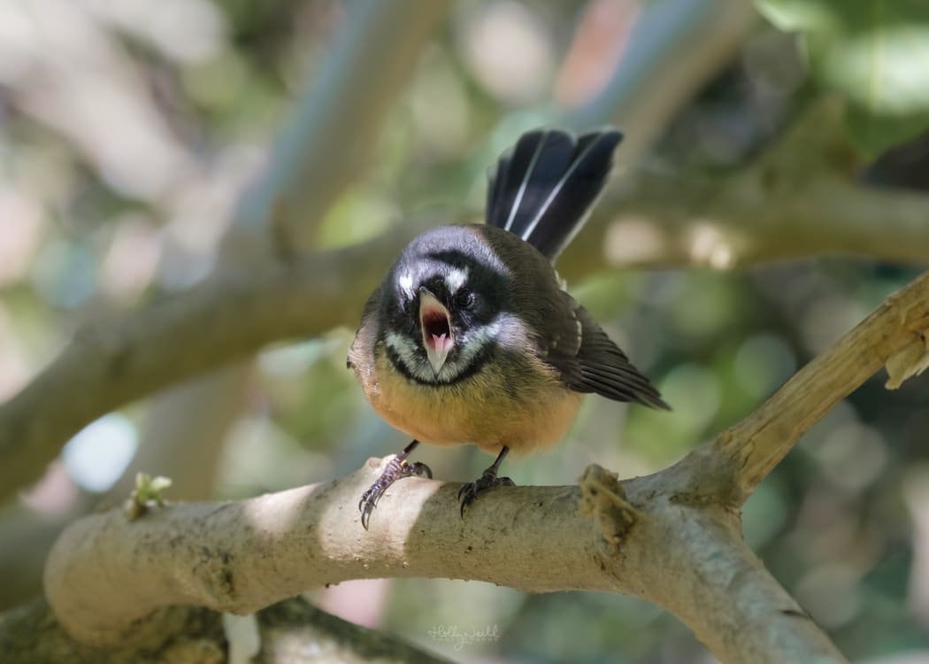 Holly's piwakawaka friend.