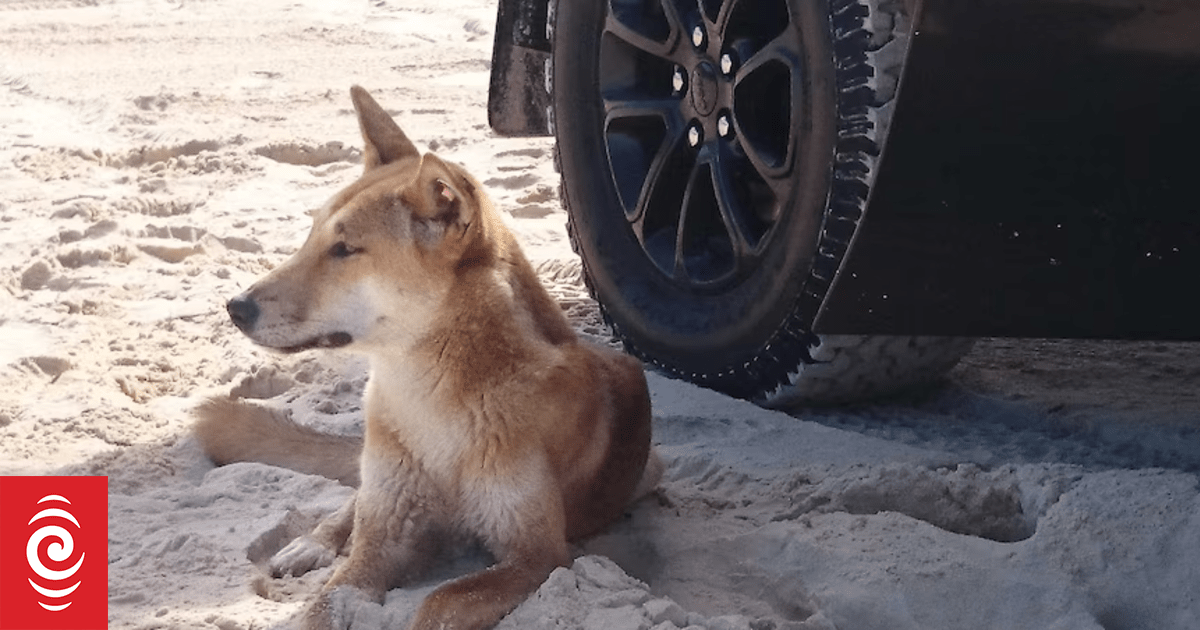 Locals raise dingo concerns after teen's death in Australia