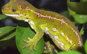 A female jewelled gecko.