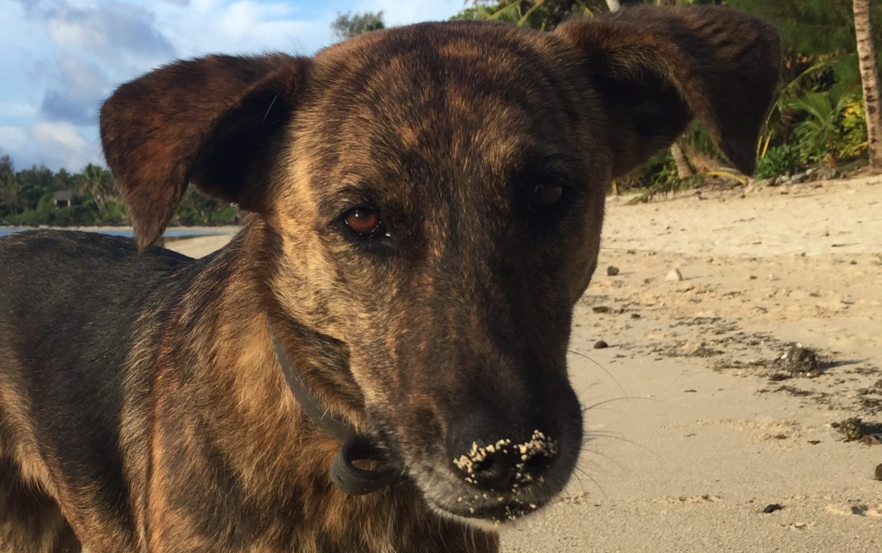 Eight to 10 percent of visitors to the Cook Islands will often make complaints about stray dogs.
