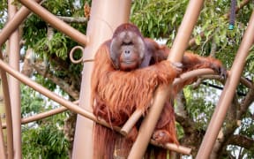 An orangutan at Auckland Zoo's new immersive primate habitat.