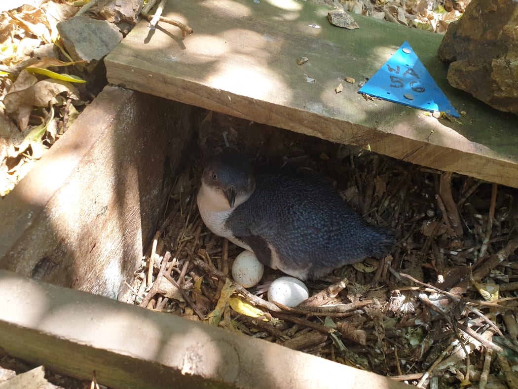 Little Blue Penguin in it's nesting box in Wellington.
