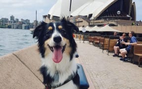 Border collies and kelpies have been used to shoo seagulls at the Sydney Opera House for four years.