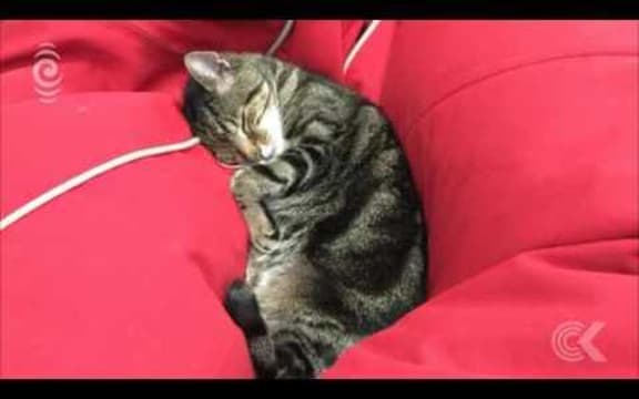 Community mourns iconic, and naughty, local library cat: RNZ Checkpoint