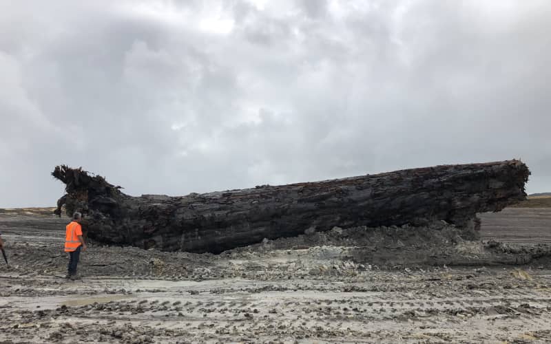Giant kauri unearthed from nine metres underground | RNZ
