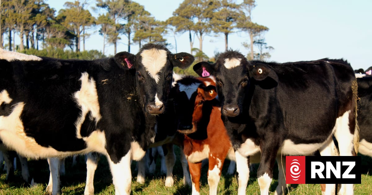 Concern for Calves | RNZ