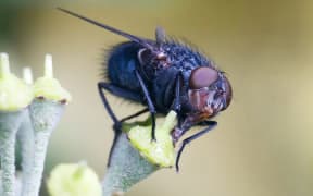 Flies fly around in squares, not circles