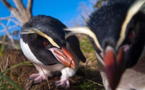 Snares crested penguins - Eudyptes robustus’ one of the species identified by the bones