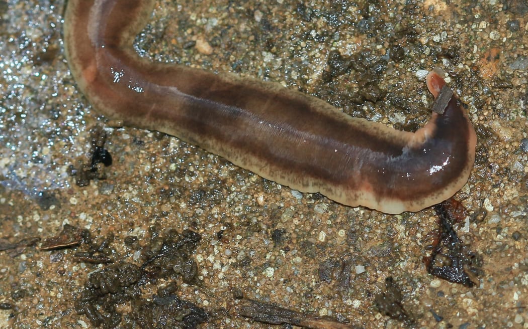 New Zealand Flatworm