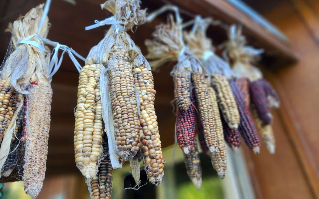 Nick Roskruge's collection of Indian corn cobs