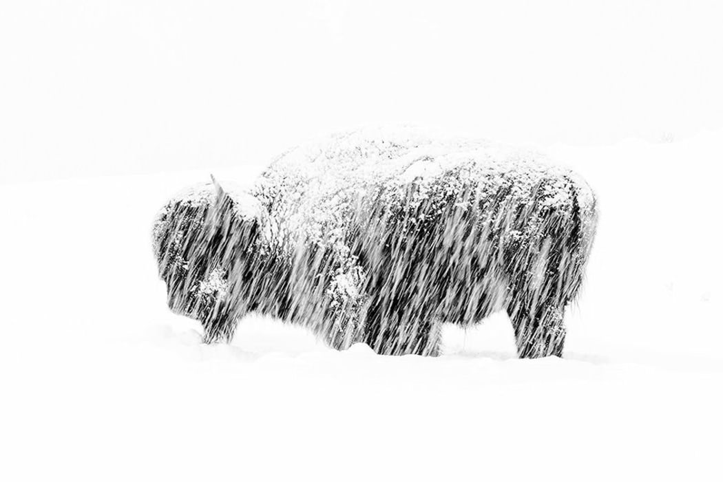 Snow exposure by Max Waugh, USA, , 2019 Wildlife Photographer of the Year section winner.